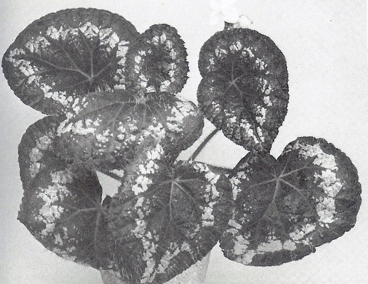 B. ‘Bearded’